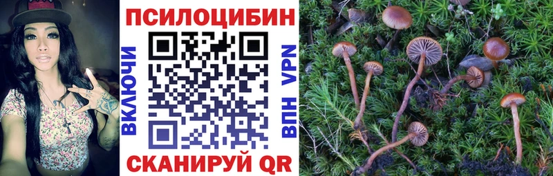 продажа наркотиков Ростов Галлюциногенные грибы Psilocybine cubensis